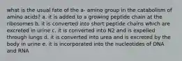 what is the usual fate of the a- amino group in the catabolism of amino acids? a. it is added to a growing peptide chain at the ribosomes b. it is converted into short peptide chains which are excreted in urine c. it is converted into N2 and is expelled through lungs d. it is converted into urea and is excreted by the body in urine e. it is incorporated into the nucleotides of DNA and RNA