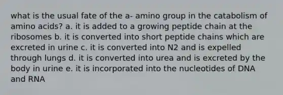 what is the usual fate of the a- amino group in the catabolism of amino acids? a. it is added to a growing peptide chain at the ribosomes b. it is converted into short peptide chains which are excreted in urine c. it is converted into N2 and is expelled through lungs d. it is converted into urea and is excreted by the body in urine e. it is incorporated into the nucleotides of DNA and RNA