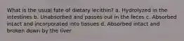 What is the usual fate of dietary lecithin? a. Hydrolyzed in the intestines b. Unabsorbed and passes out in the feces c. Absorbed intact and incorporated into tissues d. Absorbed intact and broken down by the liver