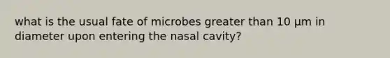 what is the usual fate of microbes greater than 10 μm in diameter upon entering the nasal cavity?