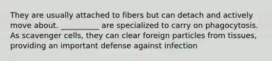 They are usually attached to fibers but can detach and actively move about. __________ are specialized to carry on phagocytosis. As scavenger cells, they can clear foreign particles from tissues, providing an important defense against infection