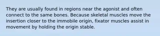 They are usually found in regions near the agonist and often connect to the same bones. Because skeletal muscles move the insertion closer to the immobile origin, fixator muscles assist in movement by holding the origin stable.