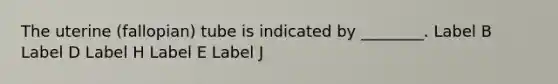 The uterine (fallopian) tube is indicated by ________. Label B Label D Label H Label E Label J