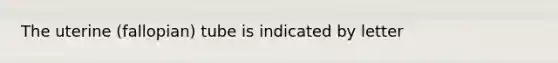 The uterine (fallopian) tube is indicated by letter