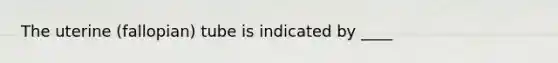 The uterine (fallopian) tube is indicated by ____