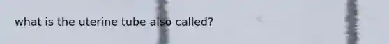 what is the uterine tube also called?