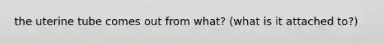 the uterine tube comes out from what? (what is it attached to?)