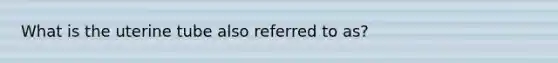 What is the uterine tube also referred to as?