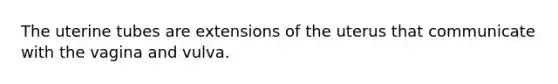 The uterine tubes are extensions of the uterus that communicate with the vagina and vulva.