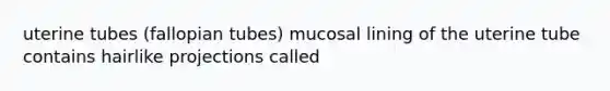 uterine tubes (fallopian tubes) mucosal lining of the uterine tube contains hairlike projections called