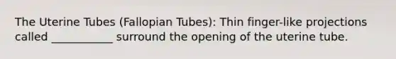 The Uterine Tubes (Fallopian Tubes): Thin finger-like projections called ___________ surround the opening of the uterine tube.