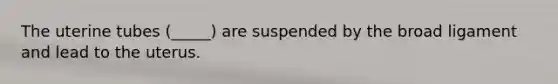 The uterine tubes (_____) are suspended by the broad ligament and lead to the uterus.