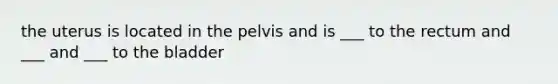 the uterus is located in the pelvis and is ___ to the rectum and ___ and ___ to the bladder