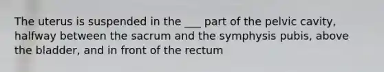 The uterus is suspended in the ___ part of the pelvic cavity, halfway between the sacrum and the symphysis pubis, above the bladder, and in front of the rectum