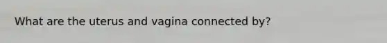 What are the uterus and vagina connected by?