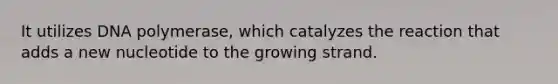 It utilizes DNA polymerase, which catalyzes the reaction that adds a new nucleotide to the growing strand.