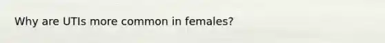 Why are UTIs more common in females?
