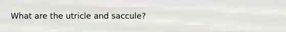 What are the utricle and saccule?