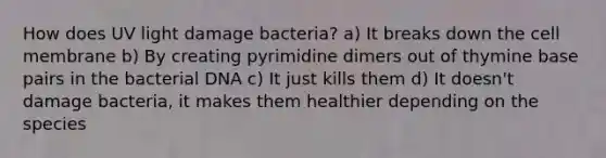 How does UV light damage bacteria? a) It breaks down the cell membrane b) By creating pyrimidine dimers out of thymine base pairs in the bacterial DNA c) It just kills them d) It doesn't damage bacteria, it makes them healthier depending on the species