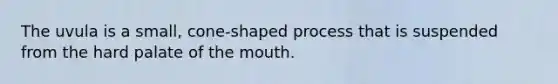 The uvula is a small, cone-shaped process that is suspended from the hard palate of the mouth.