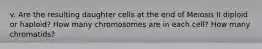 v. Are the resulting daughter cells at the end of Meiosis II diploid or haploid? How many chromosomes are in each cell? How many chromatids?