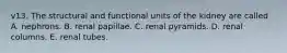 v13. The structural and functional units of the kidney are called A. nephrons. B. renal papillae. C. renal pyramids. D. renal columns. E. renal tubes.