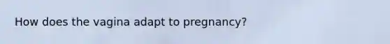 How does the vagina adapt to pregnancy?