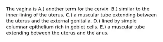 The vagina is A.) another term for the cervix. B.) similar to the inner lining of the uterus. C.) a muscular tube extending between the uterus and the external genitalia. D.) lined by simple columnar epithelium rich in goblet cells. E.) a muscular tube extending between the uterus and the anus.