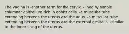 The vagina is -another term for the cervix. -lined by simple columnar epithelium rich in goblet cells. -a muscular tube extending between the uterus and the anus. -a muscular tube extending between the uterus and the external genitalia. -similar to the inner lining of the uterus.