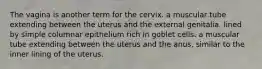 The vagina is another term for the cervix. a muscular tube extending between the uterus and the external genitalia. lined by simple columnar epithelium rich in goblet cells. a muscular tube extending between the uterus and the anus. similar to the inner lining of the uterus.