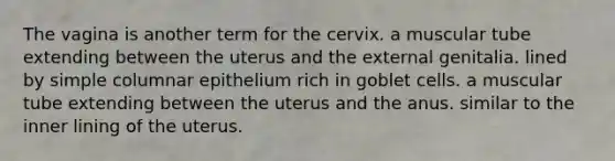 The vagina is another term for the cervix. a muscular tube extending between the uterus and the external genitalia. lined by simple columnar epithelium rich in goblet cells. a muscular tube extending between the uterus and the anus. similar to the inner lining of the uterus.