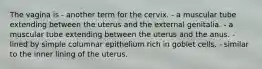 The vagina is - another term for the cervix. - a muscular tube extending between the uterus and the external genitalia. - a muscular tube extending between the uterus and the anus. - lined by simple columnar epithelium rich in goblet cells. - similar to the inner lining of the uterus.