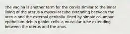 The vagina is another term for the cervix similar to the inner lining of the uterus a muscular tube extending between the uterus and the external genitalia. lined by simple columnar epithelium rich in goblet cells. a muscular tube extending between the uterus and the anus.