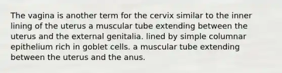 The vagina is another term for the cervix similar to the inner lining of the uterus a muscular tube extending between the uterus and the external genitalia. lined by simple columnar epithelium rich in goblet cells. a muscular tube extending between the uterus and the anus.