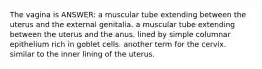 The vagina is ANSWER: a muscular tube extending between the uterus and the external genitalia. a muscular tube extending between the uterus and the anus. lined by simple columnar epithelium rich in goblet cells. another term for the cervix. similar to the inner lining of the uterus.