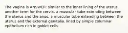 The vagina is ANSWER: similar to the inner lining of the uterus. another term for the cervix. a muscular tube extending between the uterus and the anus. a muscular tube extending between the uterus and the external genitalia. lined by simple columnar epithelium rich in goblet cells.