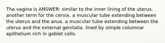 The vagina is ANSWER: similar to the inner lining of the uterus. another term for the cervix. a muscular tube extending between the uterus and the anus. a muscular tube extending between the uterus and the external genitalia. lined by simple columnar epithelium rich in goblet cells.