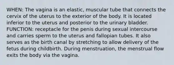 WHEN: The vagina is an elastic, muscular tube that connects the cervix of the uterus to the exterior of the body. It is located inferior to the uterus and posterior to the urinary bladder. FUNCTION: receptacle for the penis during sexual intercourse and carries sperm to the uterus and fallopian tubes. It also serves as the birth canal by stretching to allow delivery of the fetus during childbirth. During menstruation, the menstrual flow exits the body via the vagina.