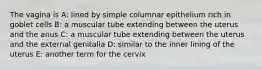 The vagina is A: lined by simple columnar epithelium rich in goblet cells B: a muscular tube extending between the uterus and the anus C: a muscular tube extending between the uterus and the external genitalia D: similar to the inner lining of the uterus E: another term for the cervix