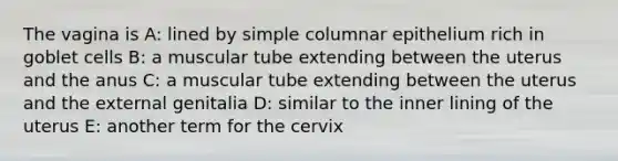 The vagina is A: lined by simple columnar epithelium rich in goblet cells B: a muscular tube extending between the uterus and the anus C: a muscular tube extending between the uterus and the external genitalia D: similar to the inner lining of the uterus E: another term for the cervix