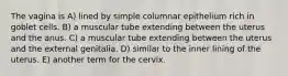 The vagina is A) lined by simple columnar epithelium rich in goblet cells. B) a muscular tube extending between the uterus and the anus. C) a muscular tube extending between the uterus and the external genitalia. D) similar to the inner lining of the uterus. E) another term for the cervix.