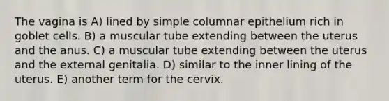 The vagina is A) lined by simple columnar epithelium rich in goblet cells. B) a muscular tube extending between the uterus and the anus. C) a muscular tube extending between the uterus and the external genitalia. D) similar to the inner lining of the uterus. E) another term for the cervix.