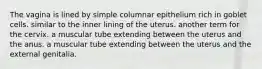 The vagina is lined by simple columnar epithelium rich in goblet cells. similar to the inner lining of the uterus. another term for the cervix. a muscular tube extending between the uterus and the anus. a muscular tube extending between the uterus and the external genitalia.