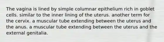 The vagina is lined by simple columnar epithelium rich in goblet cells. similar to the inner lining of the uterus. another term for the cervix. a muscular tube extending between the uterus and the anus. a muscular tube extending between the uterus and the external genitalia.