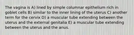 The vagina is A) lined by simple columnar epithelium rich in goblet cells B) similar to the inner lining of the uterus C) another term for the cervix D) a muscular tube extending between the uterus and the external genitalia E) a muscular tube extending between the uterus and the anus.