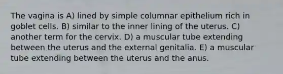 The vagina is A) lined by simple columnar epithelium rich in goblet cells. B) similar to the inner lining of the uterus. C) another term for the cervix. D) a muscular tube extending between the uterus and the external genitalia. E) a muscular tube extending between the uterus and the anus.