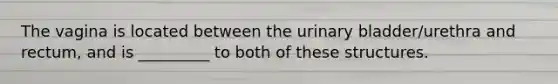 The vagina is located between the urinary bladder/urethra and rectum, and is _________ to both of these structures.