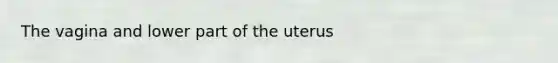 The vagina and lower part of the uterus