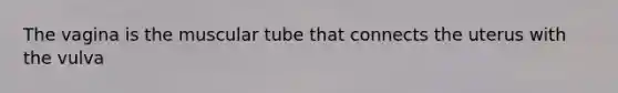 The vagina is the muscular tube that connects the uterus with the vulva