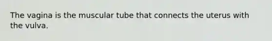 The vagina is the muscular tube that connects the uterus with the vulva.